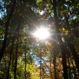 Tree Gazing~ Illiniwek Forest Preserve, Hampton, IL