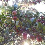 Undiscovered Apple Tree~ Davenport, IA