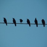 Blackbirds by Day~ Rock Island, IL